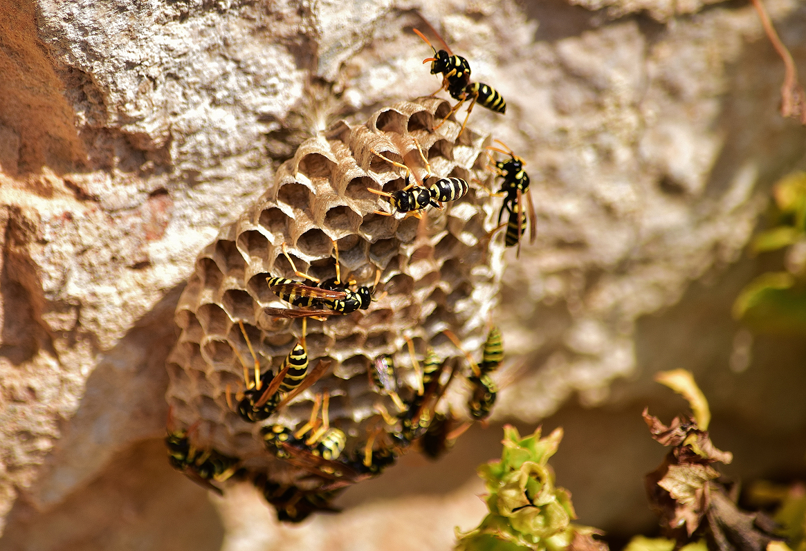 Closeup shot bees paper wasp nest 1