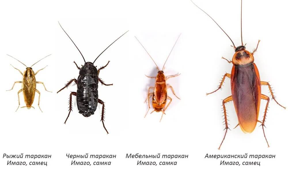 Виды тараканов